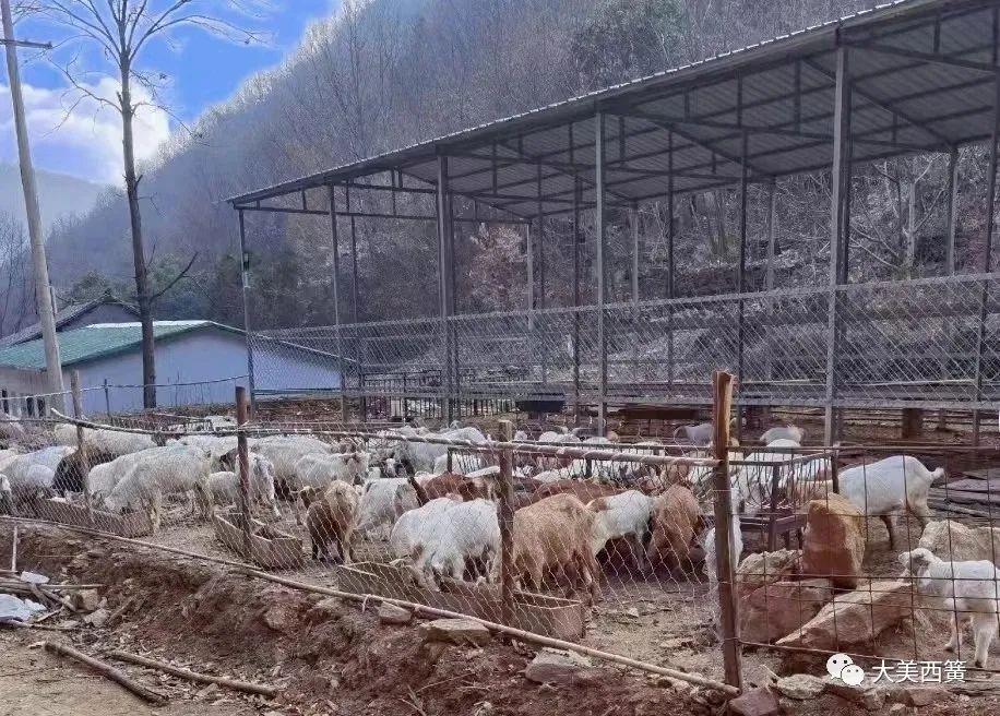 返乡创业进深山养羊觅得致富路,偏僻山村农民养羊致富经