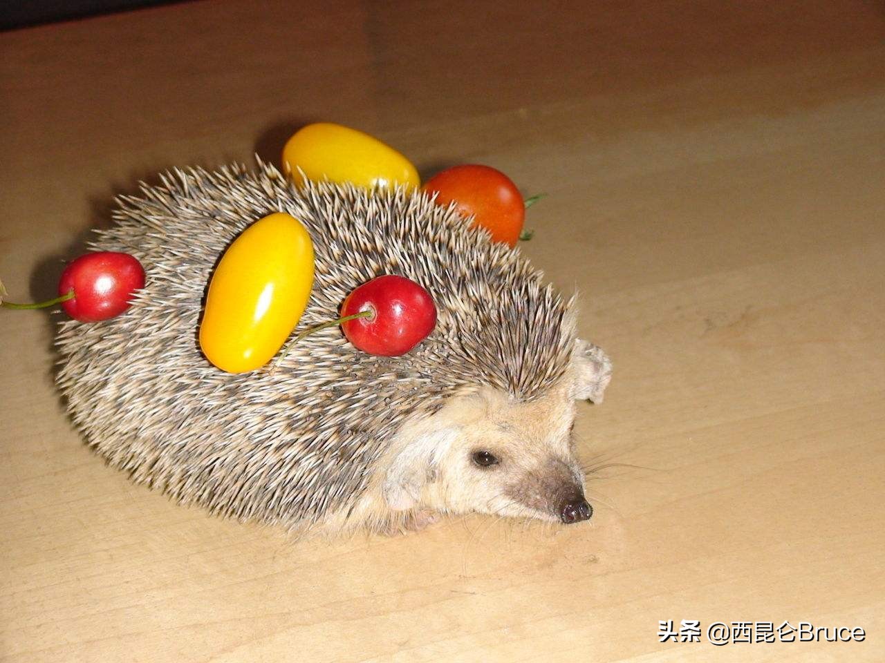 黄山首次发现侯刺猬,黄山风景区发现侯氏猬