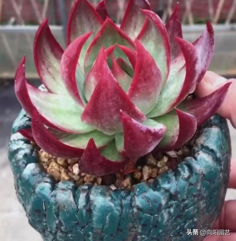 好养皮实的多肉品种推荐,新手小白养多肉哪个品种好养