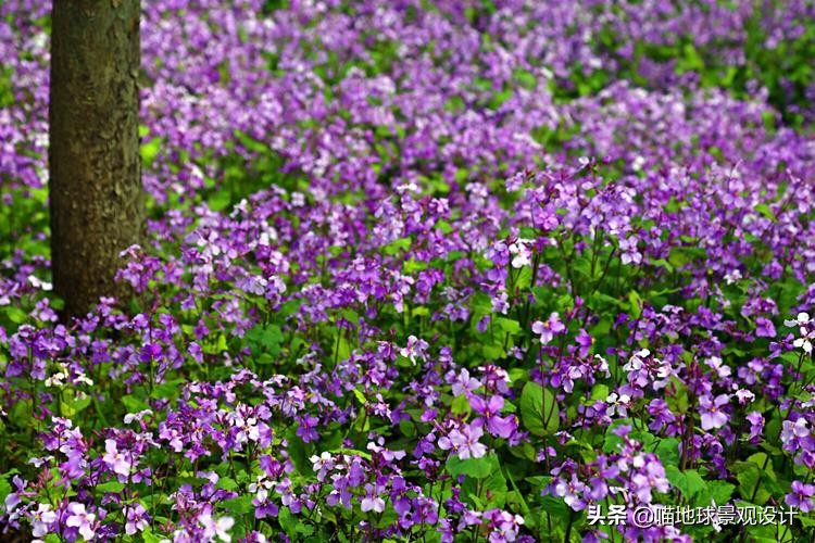 山东地区适合种植什么草皮,山东地区草坪