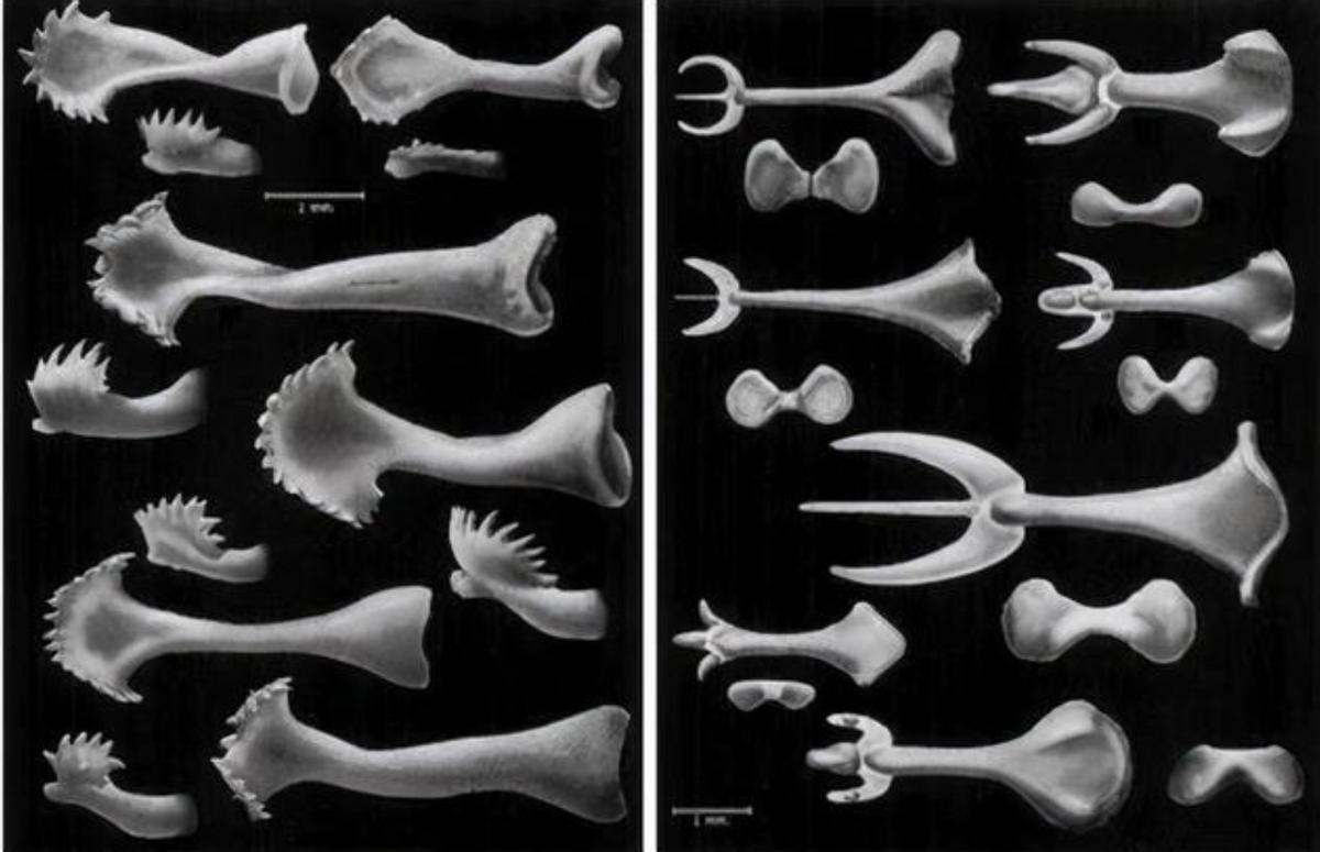 什么是“阴茎骨”？百万年前人类曾拥有！现在算进化还是退化了？