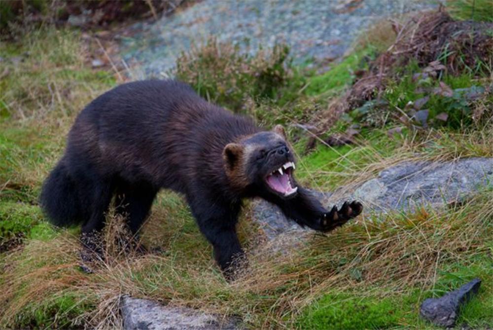 狼群偷袭棕熊的视频,狼群捕杀棕熊