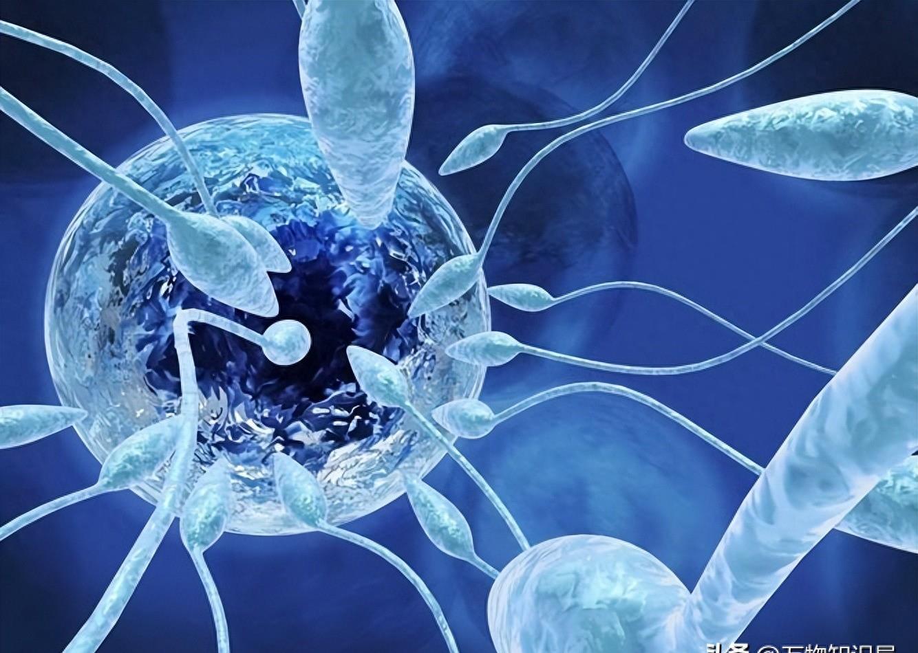 精子和卵子的神秘之旅,精子生命的历程