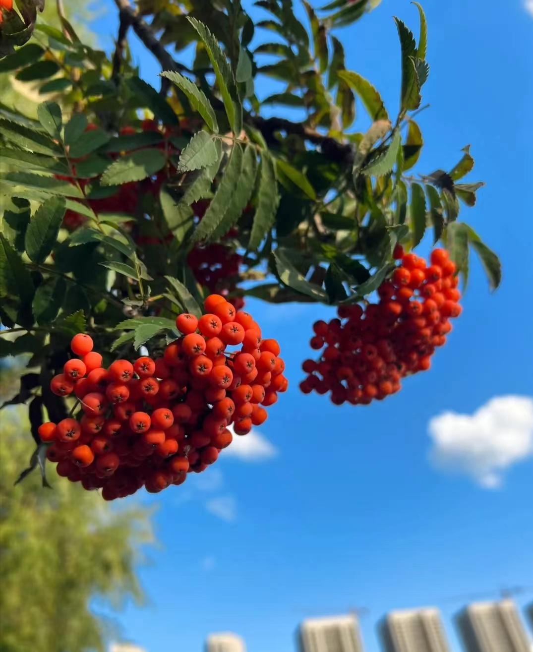 花楸木材优缺点,欧洲花楸极佳园林观赏树种
