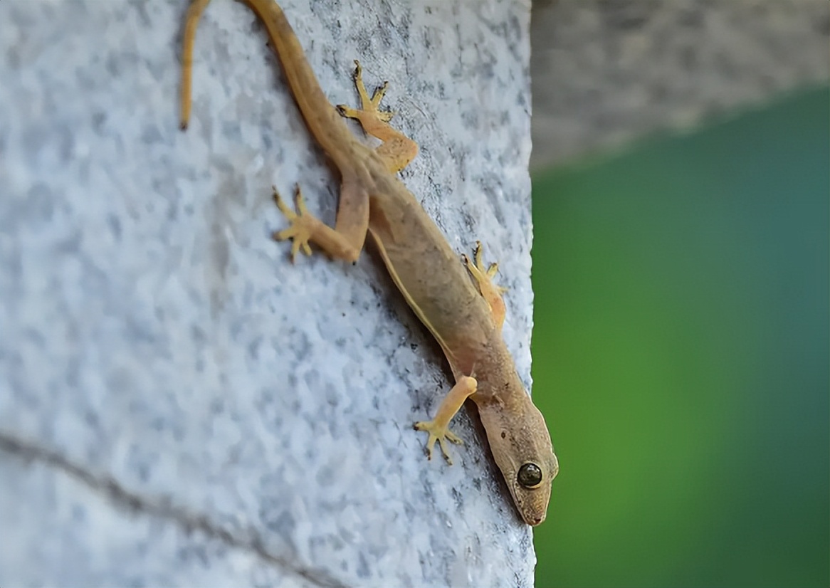 五毒之一的壁虎,有几些壁虎是有毒的