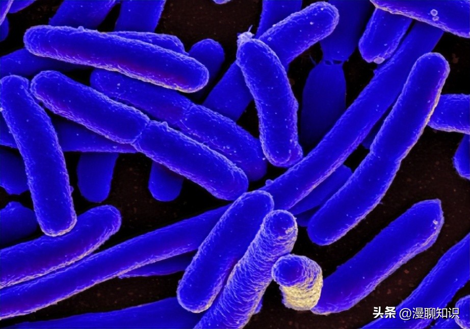 大肠杆菌的结构名称,大肠杆菌菌株基因型