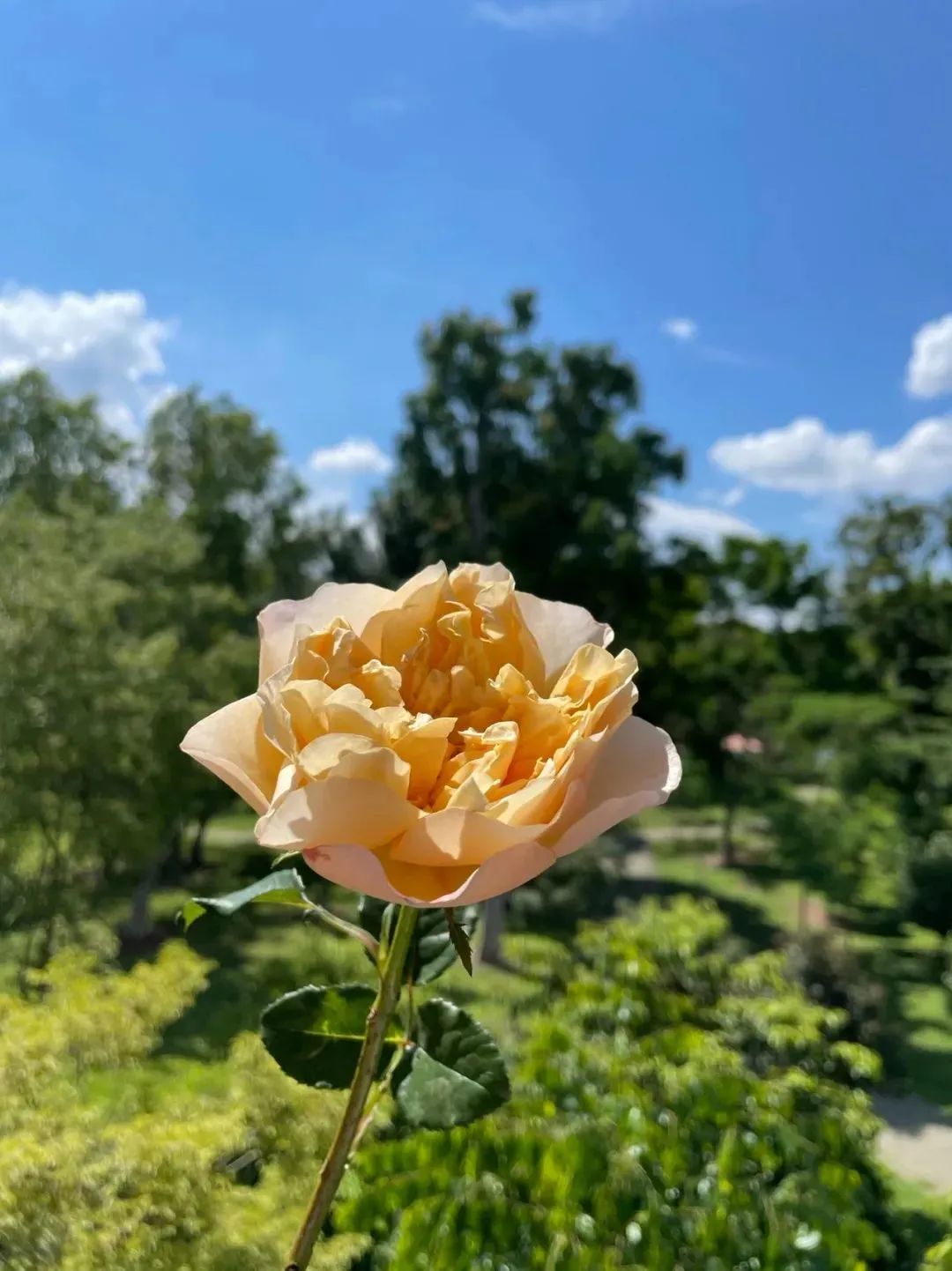 新手必看鲜花养护攻略,鲜花在水里能养几天会死