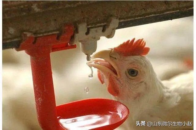 养鸡中暑最简单的方法,蛋鸡中暑急救用藿香正气水