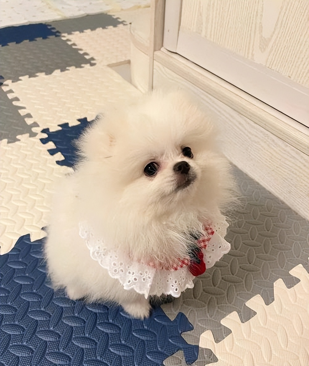 世界上最强的五种狗对人非常忠诚,一招看出来哪种狗性格最温顺