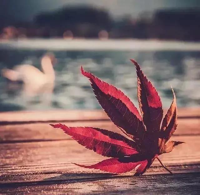 淡淡的心情唯美短句佳句,淡淡的心情唯美图片