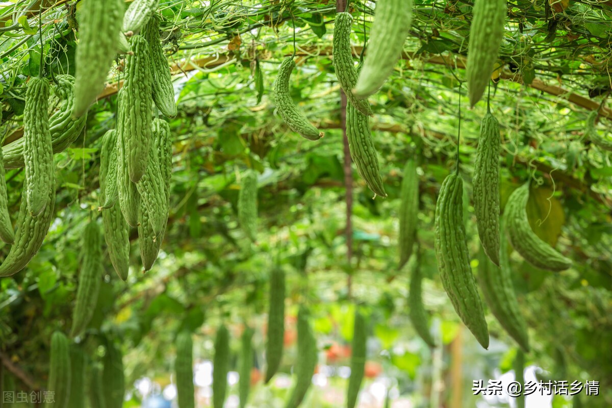 丝瓜苦瓜怎么做好吃,丝瓜苦瓜小懒瓜如何整枝打蔓