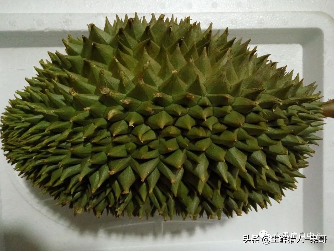 越南产地榴莲最新价格,越南榴莲品种视频