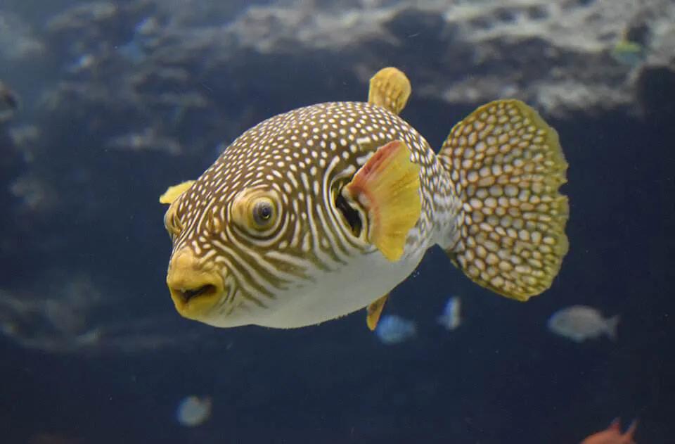 鱼类菜肴大全,鱼类食材大全