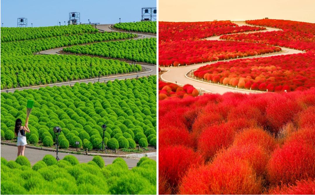 那些被我们忽略的风景,球球景观