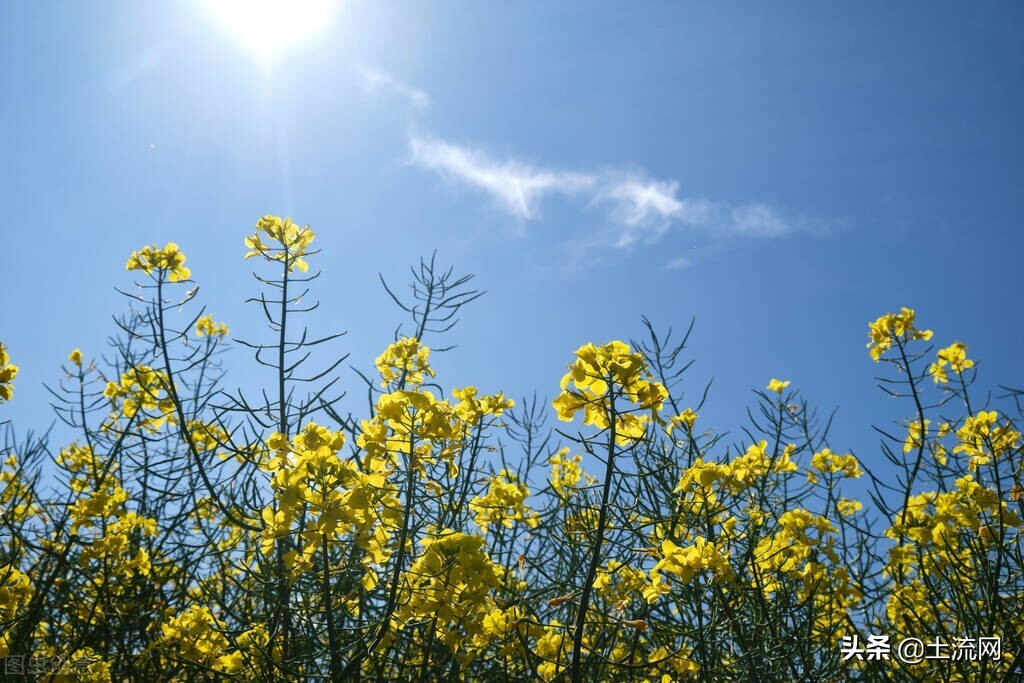 2022油菜籽价格,油菜籽价格最新报价