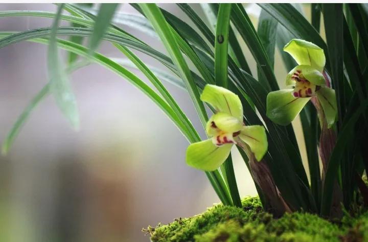 大红袍兰花是什么品种,兰花的品种什么最好