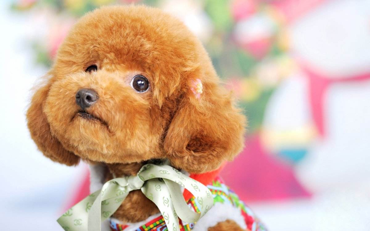 可爱的泰迪聪明,可爱的泰迪灰色