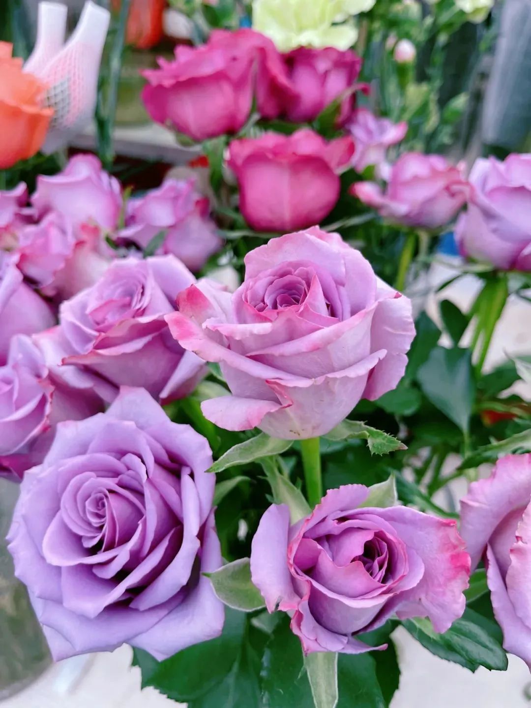 520送花|西安市内9大宝藏花市,分分钟省下上百块