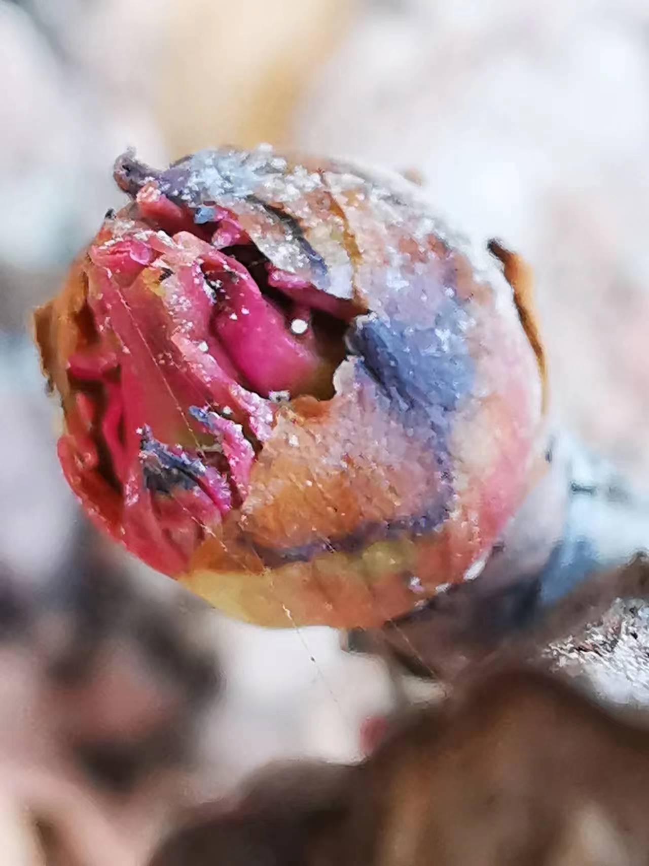 欣赏牡丹花开视频,牡丹各品种的花芽