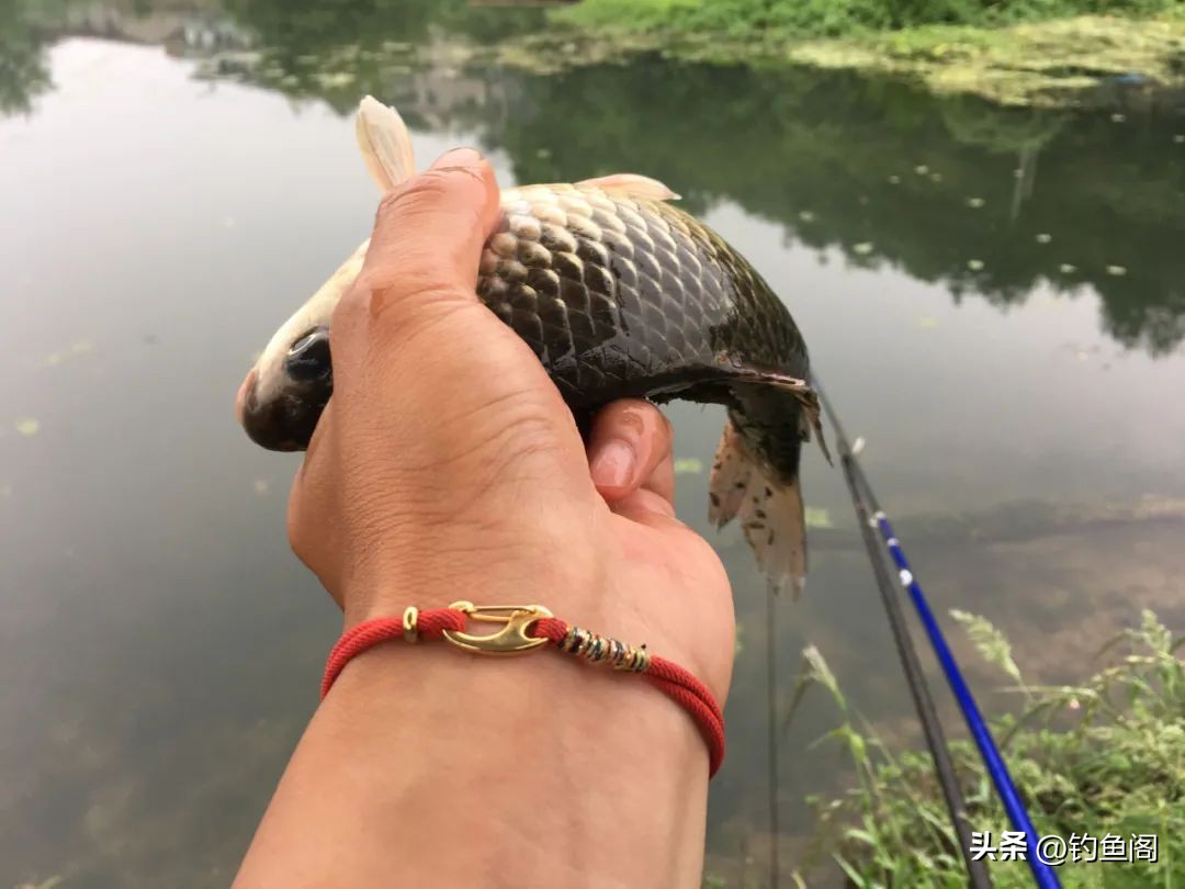 饵越小越容易上鱼,野钓饵料香味浓郁钓大鱼免拌饵