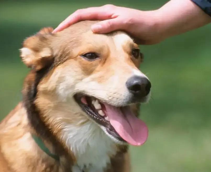 大型犬真的让人很有安全感,建议女生养的大型犬有安全感