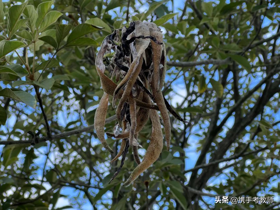 黄花风铃木品种介绍,黄花风铃木生长缓慢