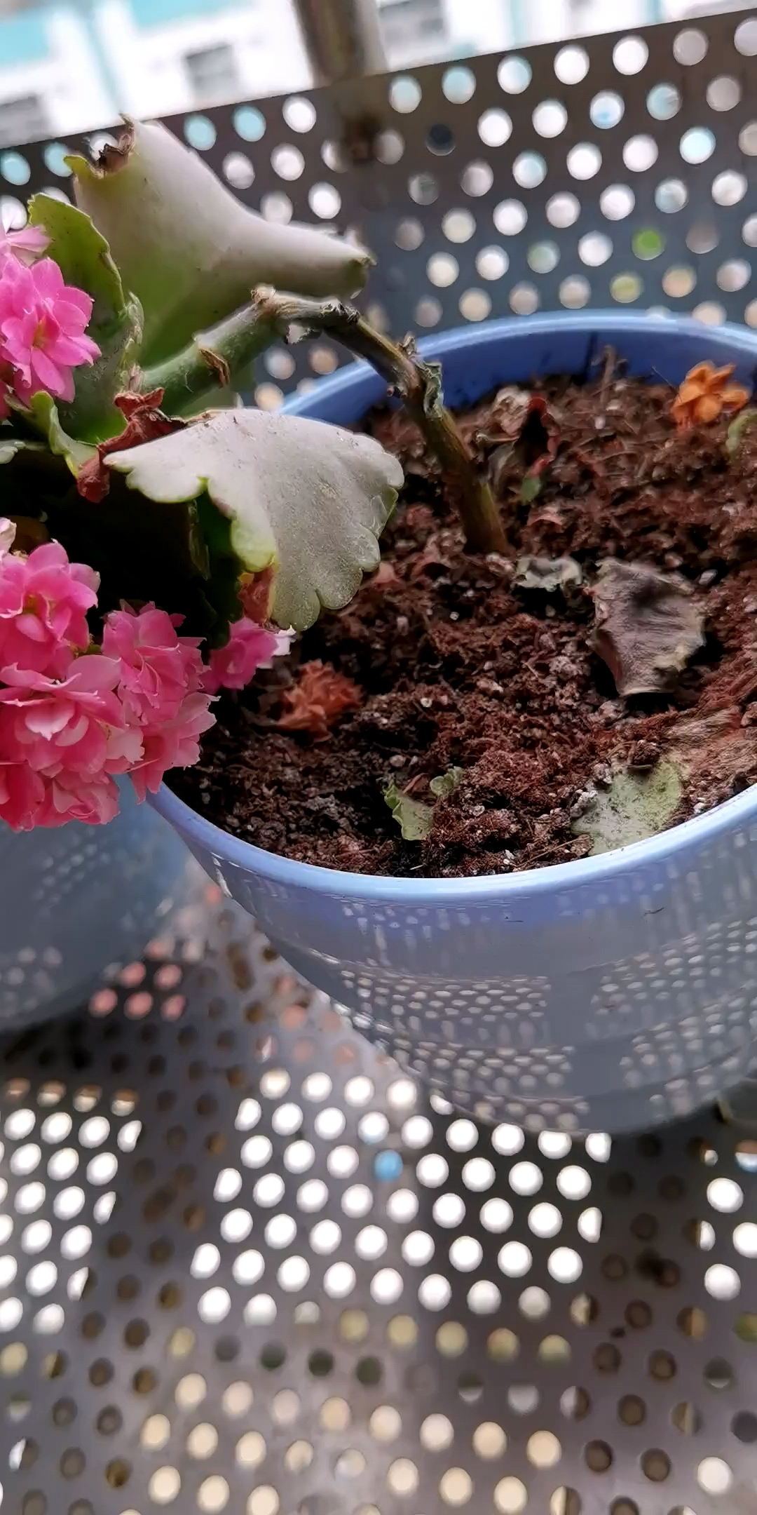 长寿花叶子小怎么处理,长寿花叶子小掉叶子是怎么回事