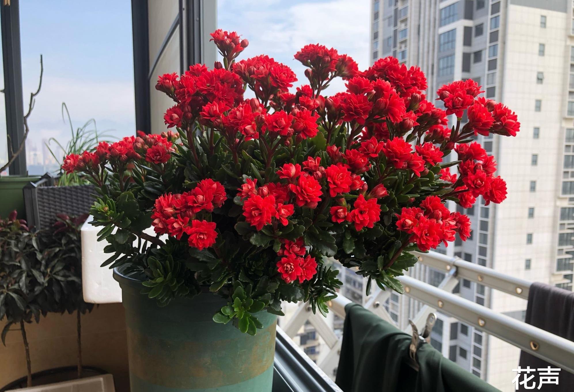 阳台养红苹果月季,红宝石花卉怎么养