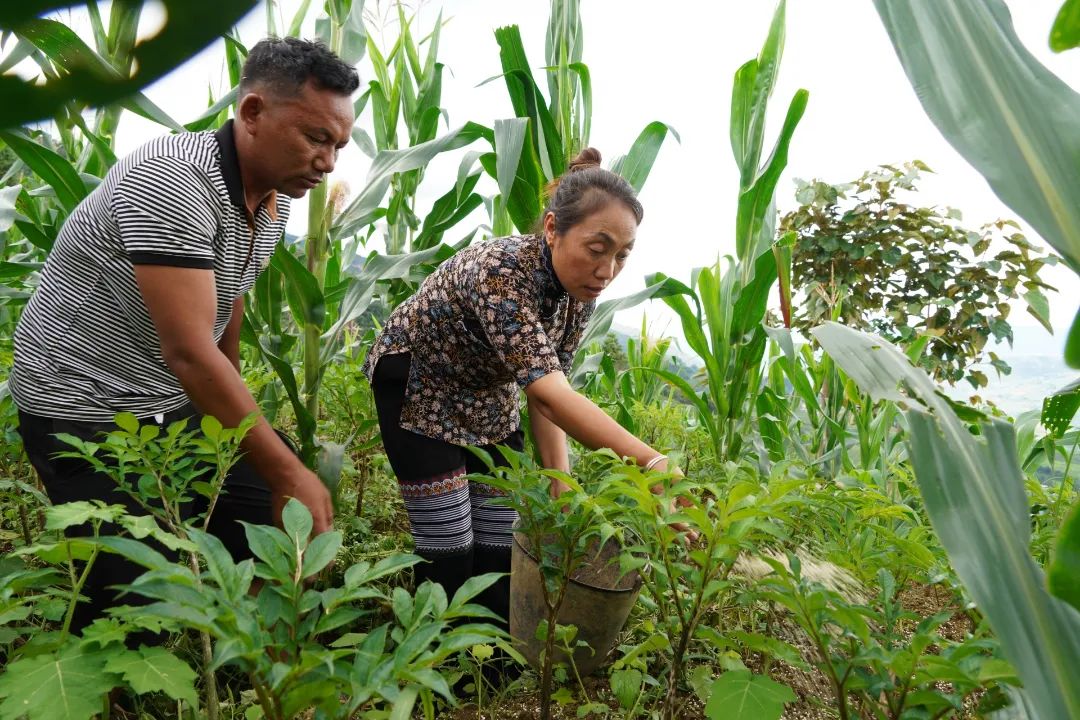 「强国复兴有我」看绿春最强创业搭档，将“小魔芋”变身“金疙瘩”