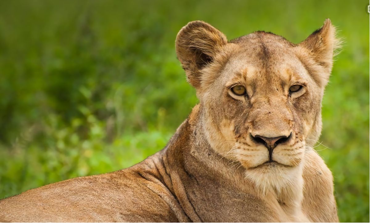 熊猫为什么那么少被老虎狮子吃,为什么老虎和狮子不敢吃掉熊猫