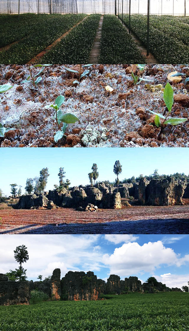 比龙井好喝的茶是什么茶叶,比龙井好的茶有哪些