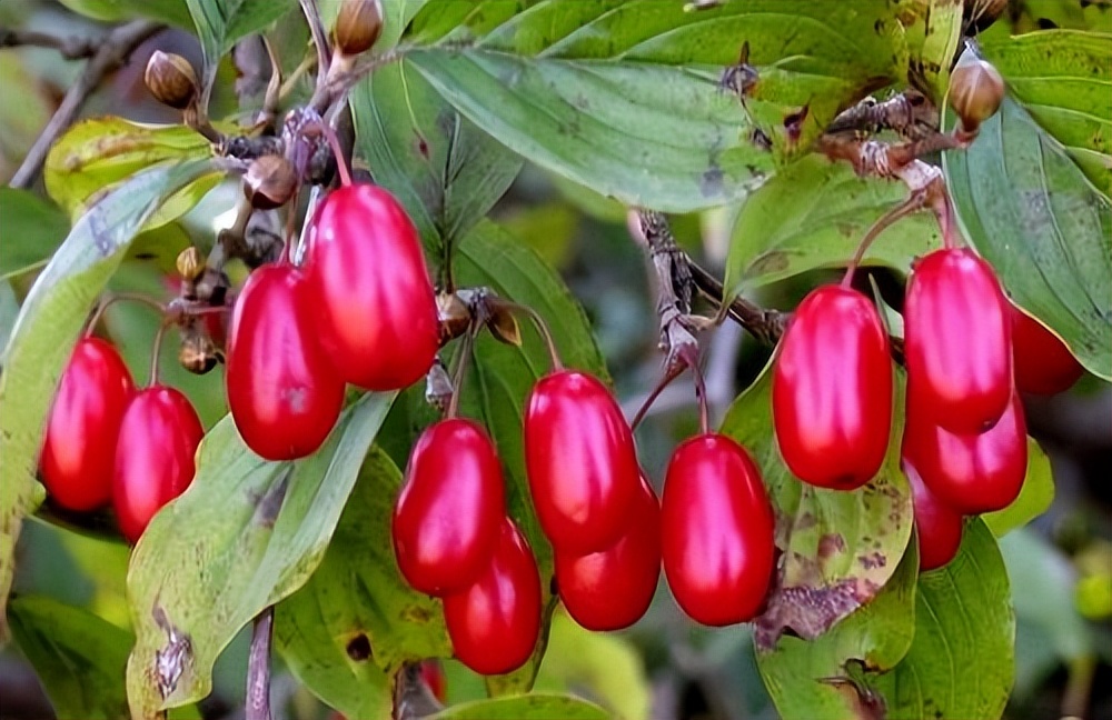 仔猪大肠杆菌腹泻偏方,仔猪大肠杆菌最佳治疗方法