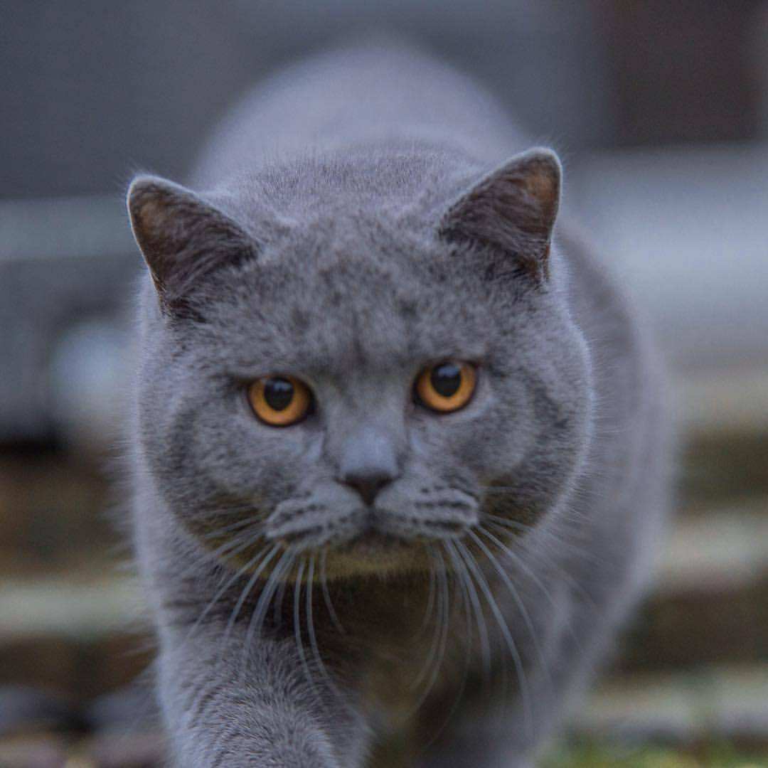 英短猫多少钱一只银渐层,英短猫多少钱一只邢台