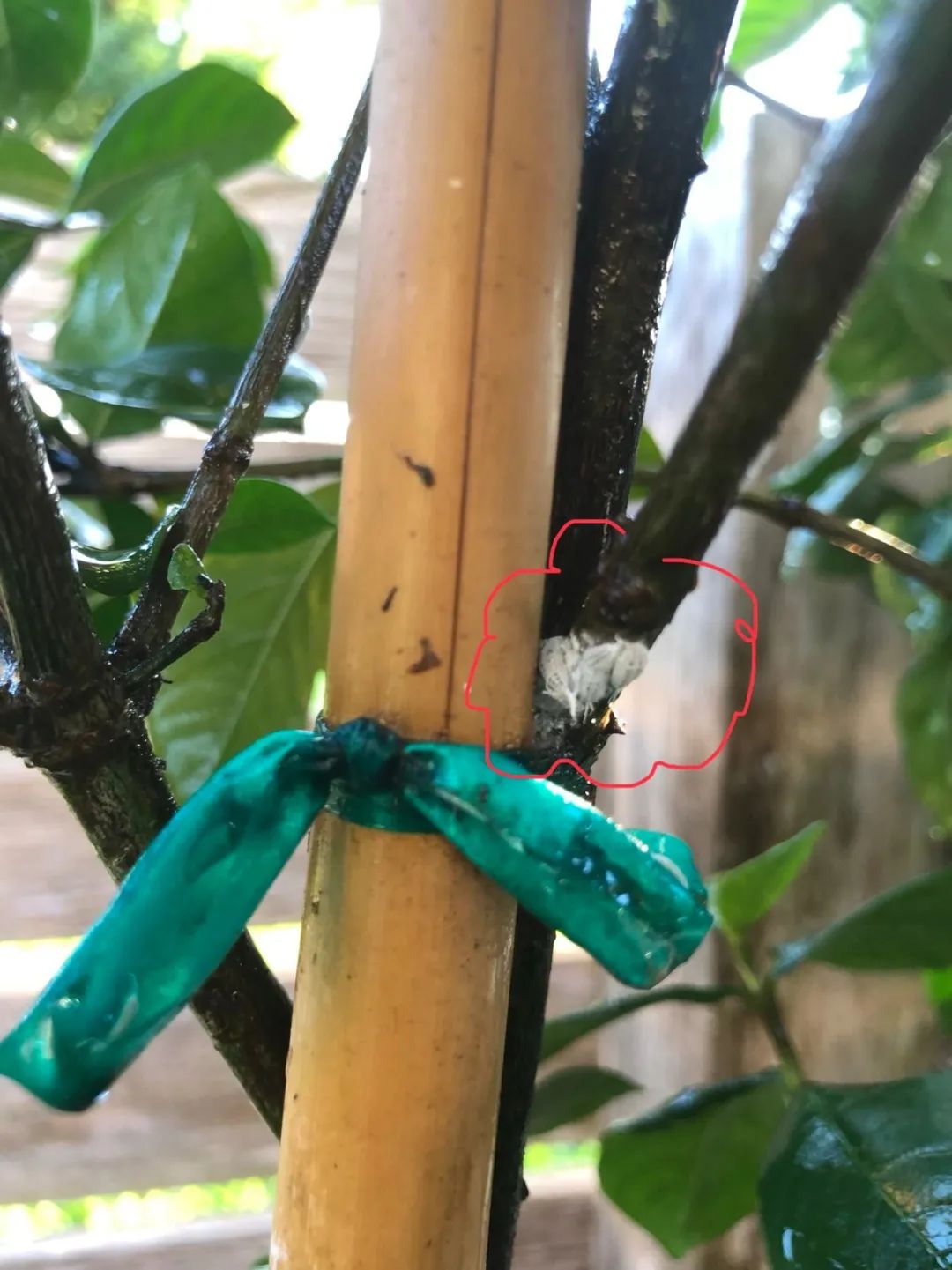 栀子花和月季长虫子喷什么药,月季花小黑虫是什么