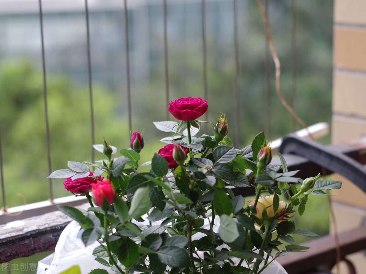 养护玫瑰花要注意什么不让它死,盆栽玫瑰花保养方法