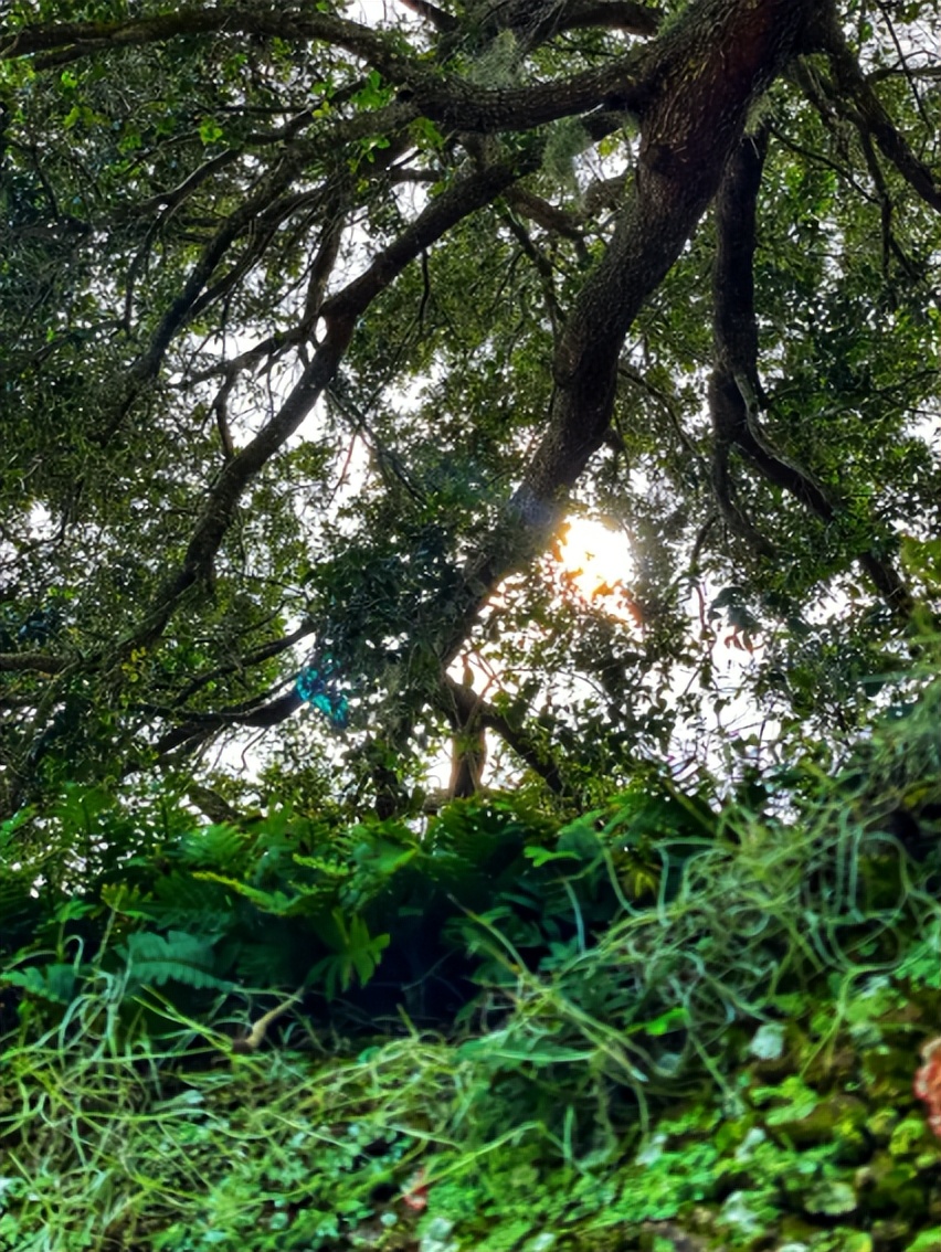 热带雨林是地球之肺教学视频,热带雨林是开发还是保护