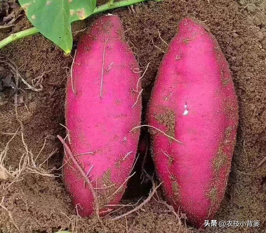 大棚种瓜的方法和技巧,使用什么药物才能让地瓜高产