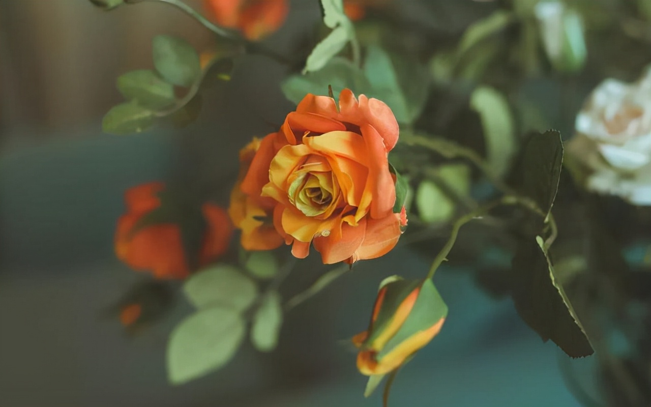 愧疚是维系一段感情最好的方法,对一个人很亏欠怎么说