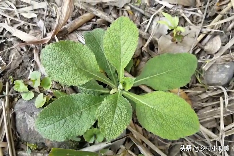 农村这种植物之前无人问津,农村容易得到止咳化痰的草