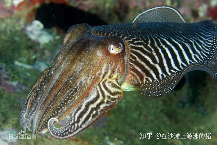 大话舟山海鲜系列（三）—大话墨鱼（喷墨家族成员之一）