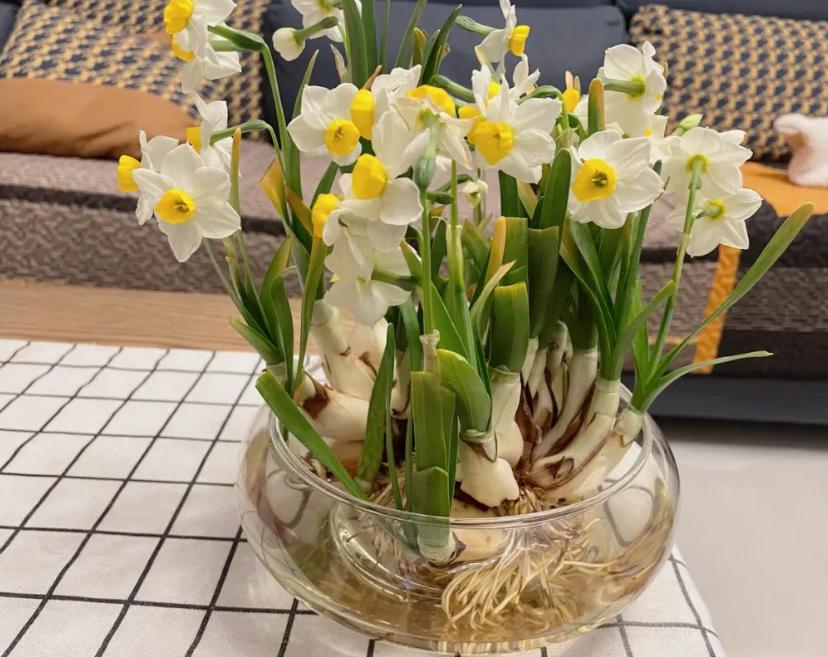 水仙花养好,水仙花好养活