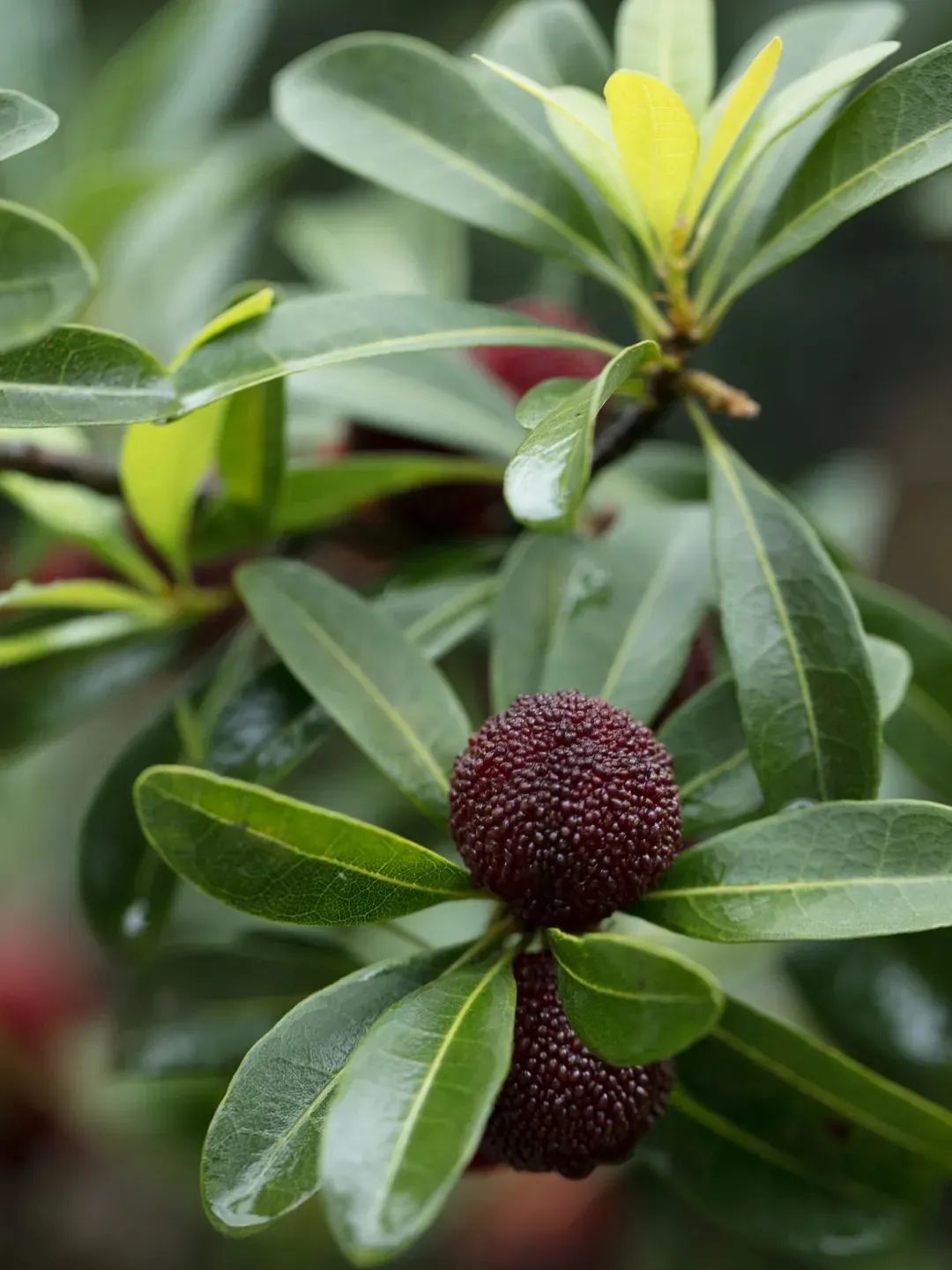 裸辞女教师云南,辞职女教师隐居山村多年