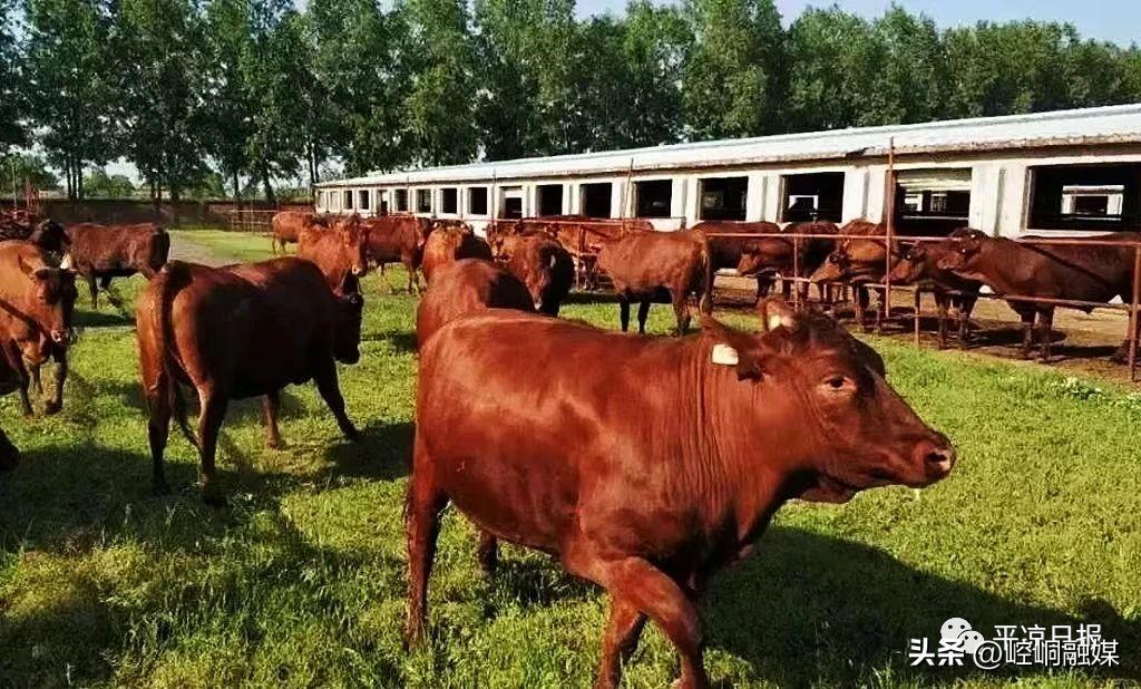 平凉泾川足球赛,泾川对崆峒足球赛