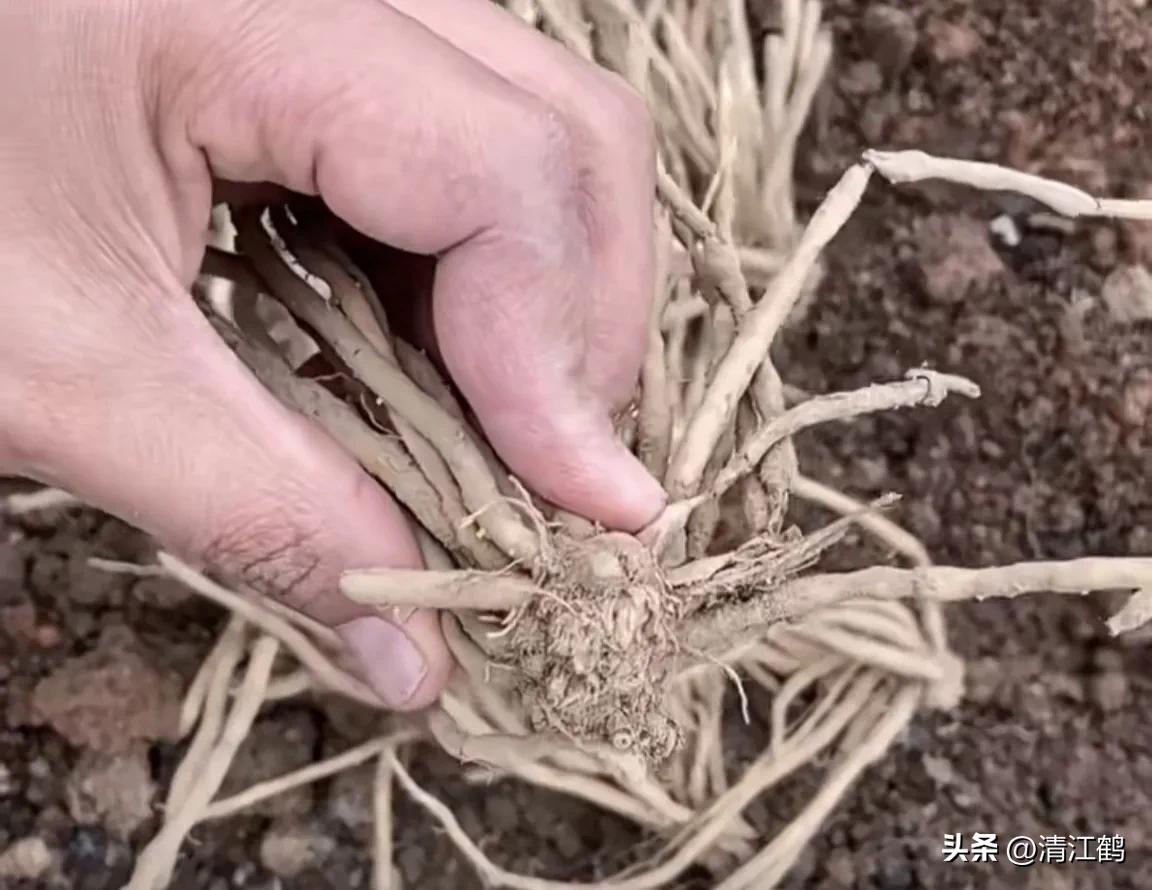 露笋高产吗,莴笋的种植方法和时间