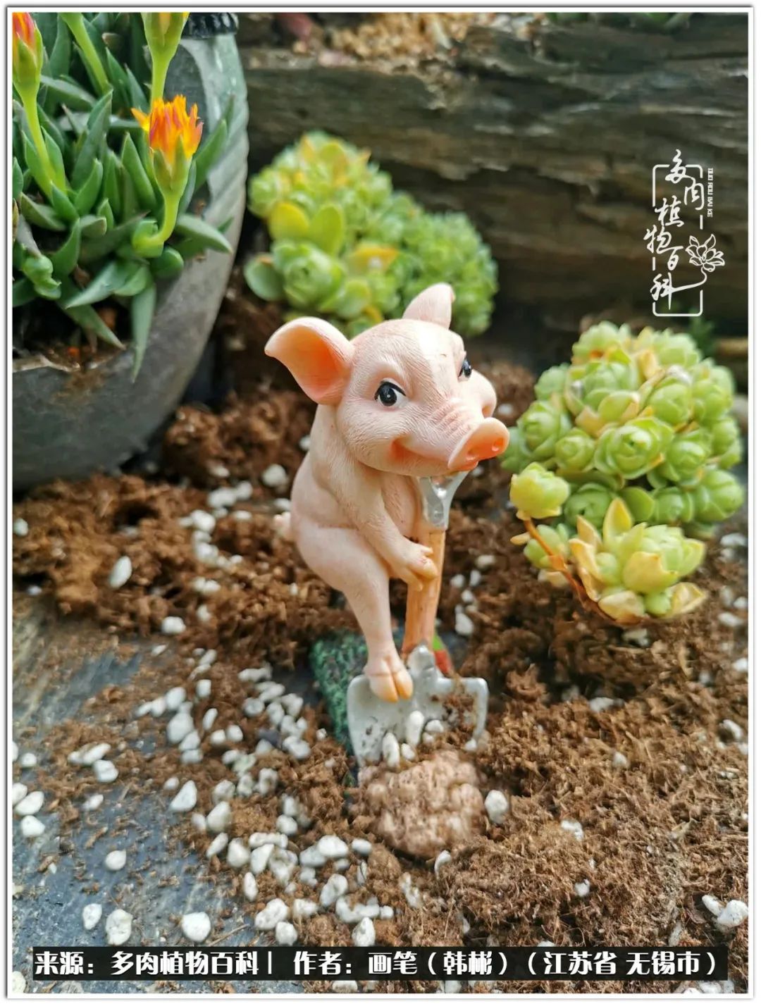 盆景多肉常遇到的问题,多肉盆景无穷小