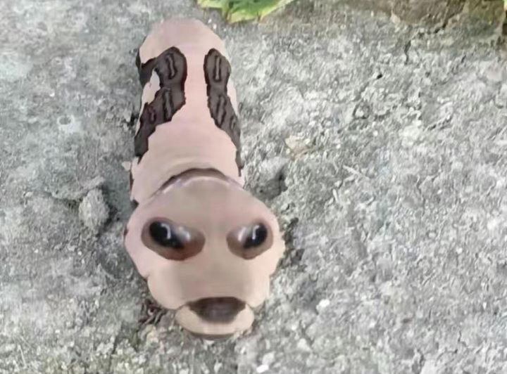 长得跟千足虫很像的虫子,长得很像蜈蚣的虫子图片