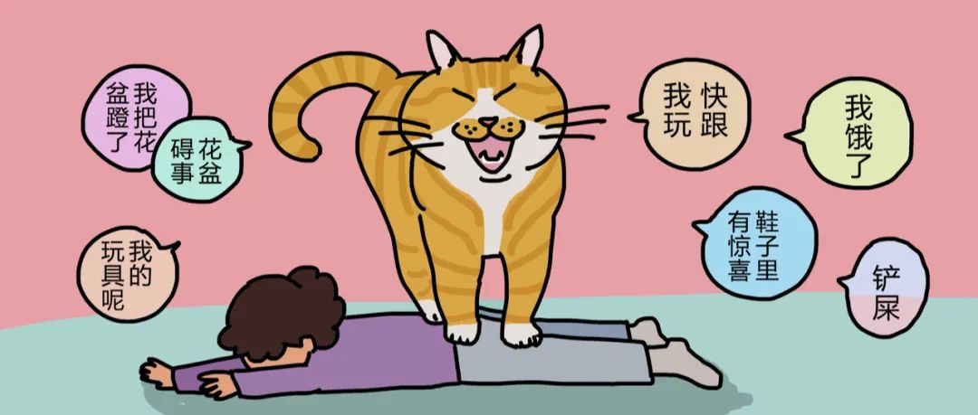 养猫劝退指南第19集,养猫劝退指南英短