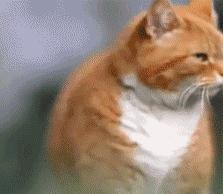 猫咪半夜老是叫还咬人,猫咪半夜爱拉屎吗