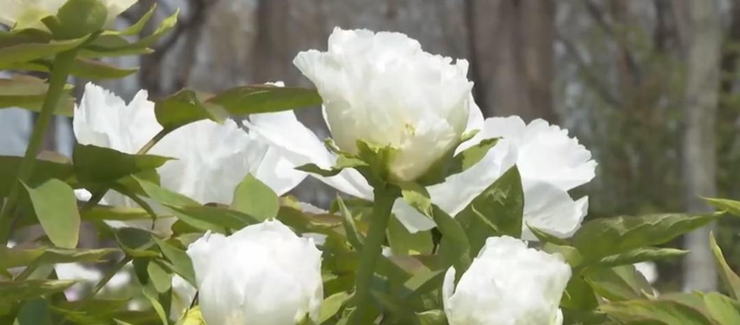【城事】恰百花盛开品生活如蜜