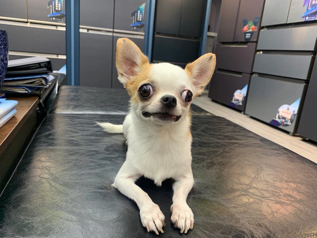 盘点狗界五大败家子你敢养吗,犬界五大难养的狗